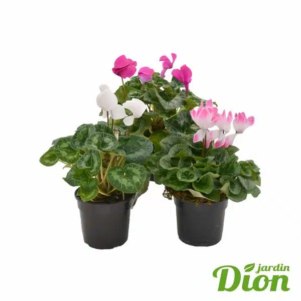 Cyclamen Persicum