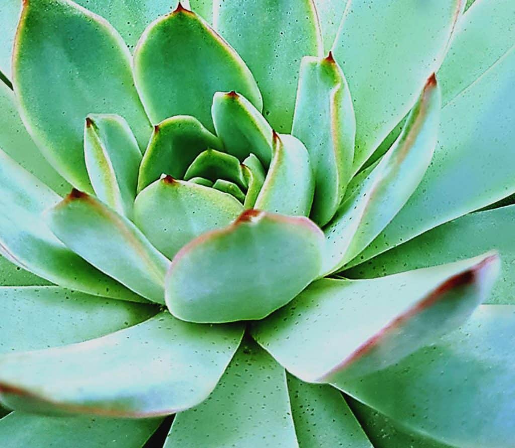 ECHEVERIA