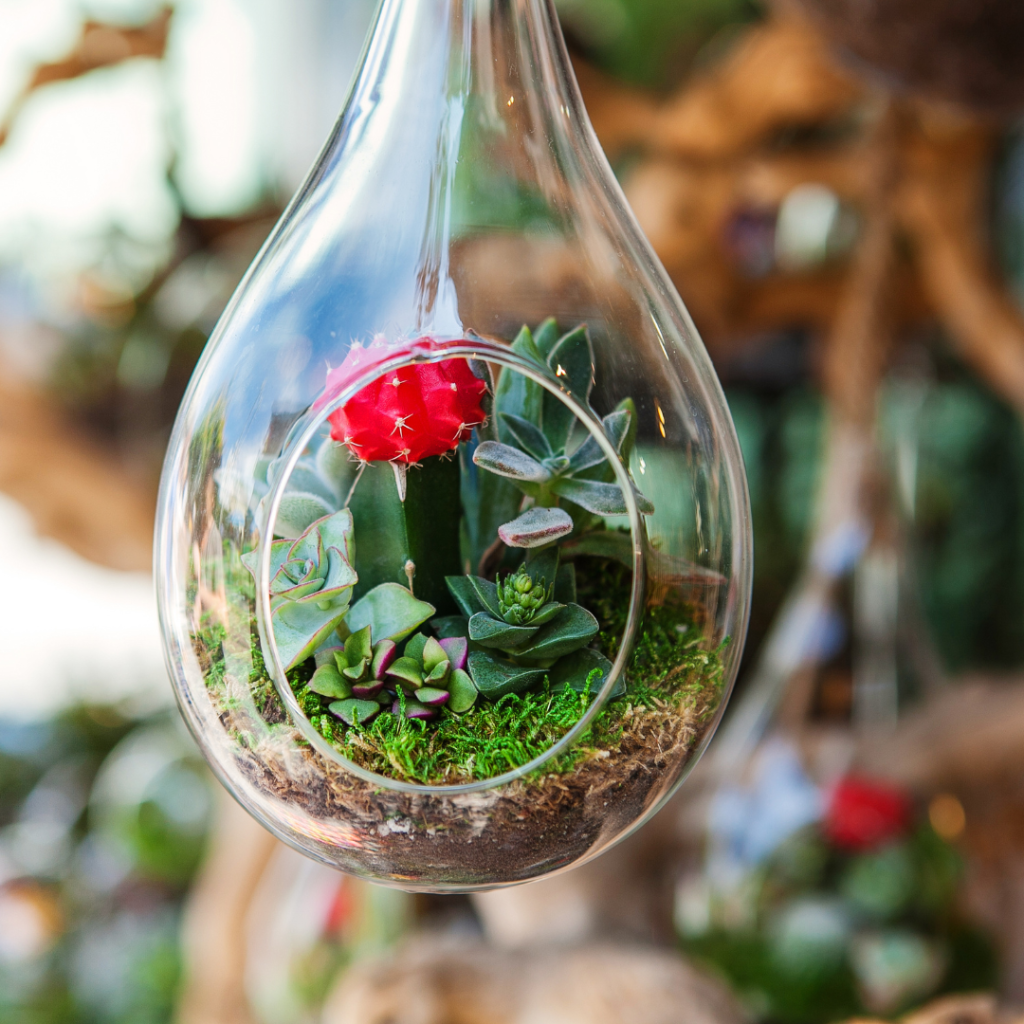 desertique terrarium05