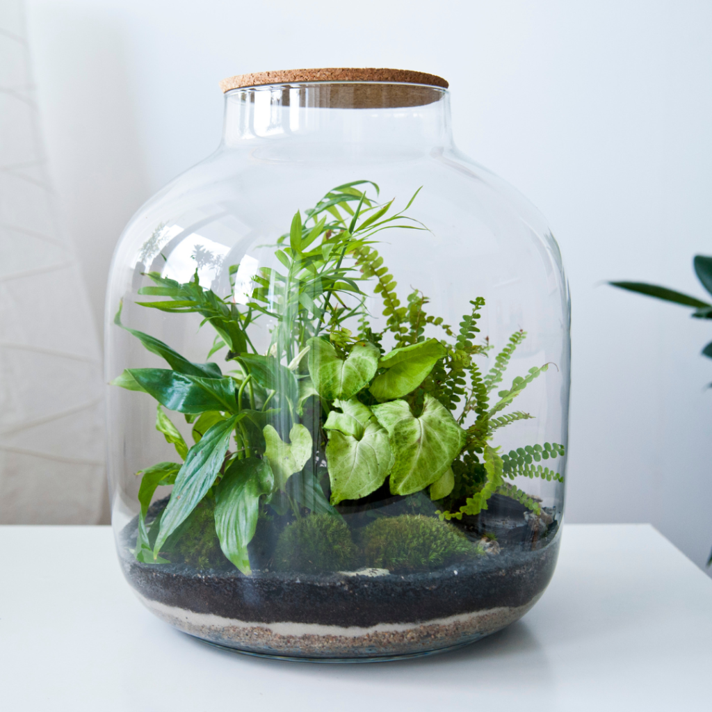 Petit humidificateur de terrarium pour lichens, mousses, plantes. Mini vase  de propagation. Petit vase à bourgeons. De nombreuses utilisations -   France