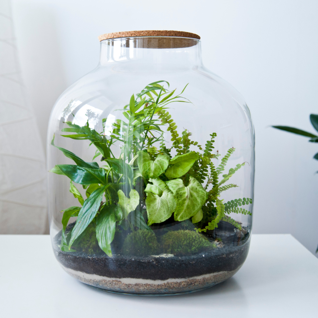 terrarium tropical01