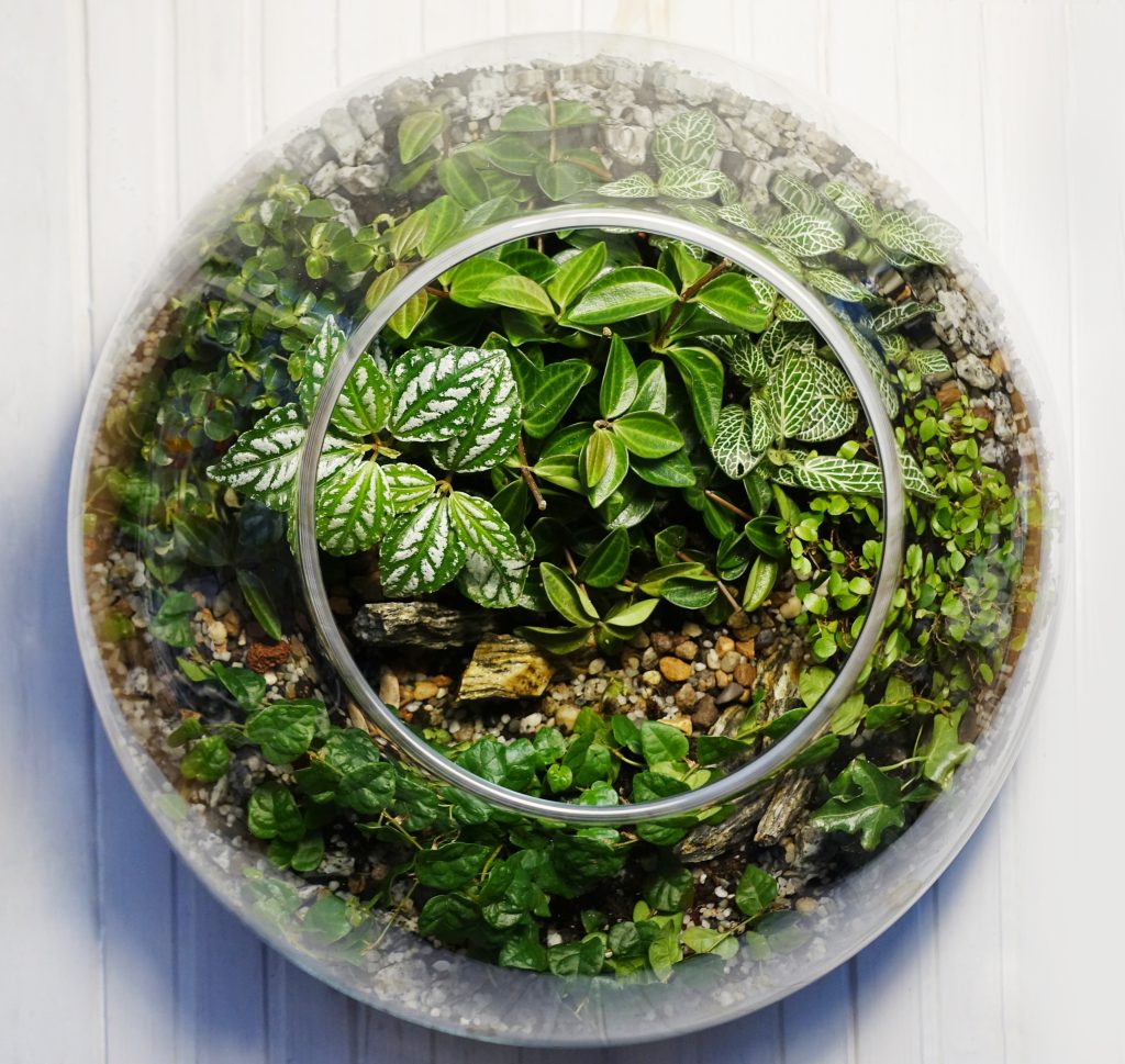 small,decoration,plants,in,a,glass,bottle/garden,terrarium,bottle/,forest