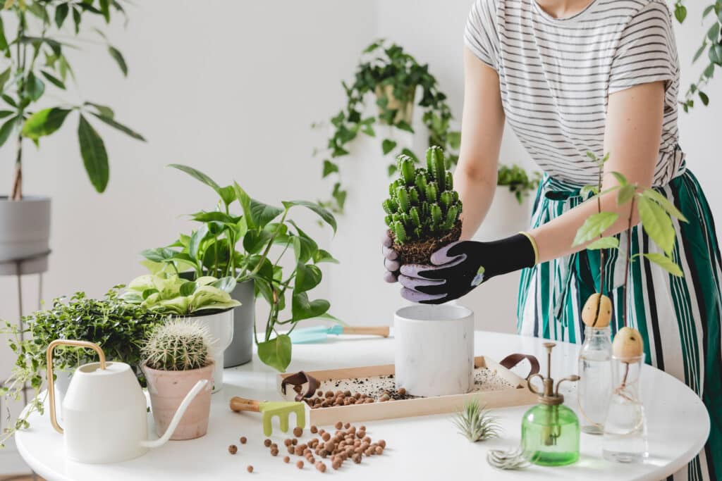 Woman gardeners transplanting cacti in ceramic pots on the white wooden table. Concept of home garden. Spring time. Stylish interior with a lot of plants. Taking care of home plants. Template