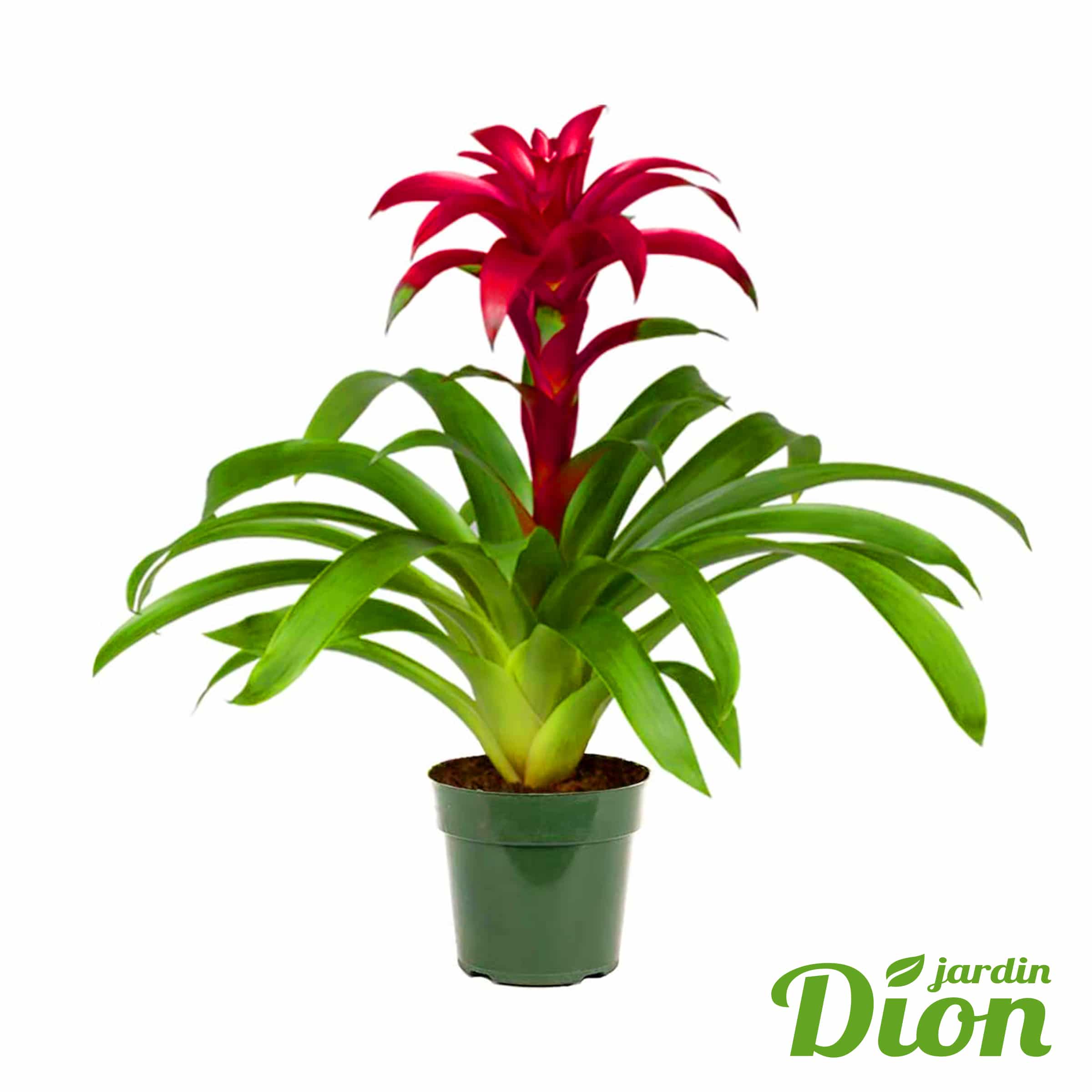 Bromelia Guzmania | Dion