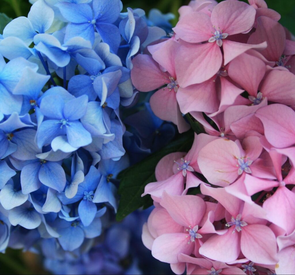 blue-and-pink-hydrangea