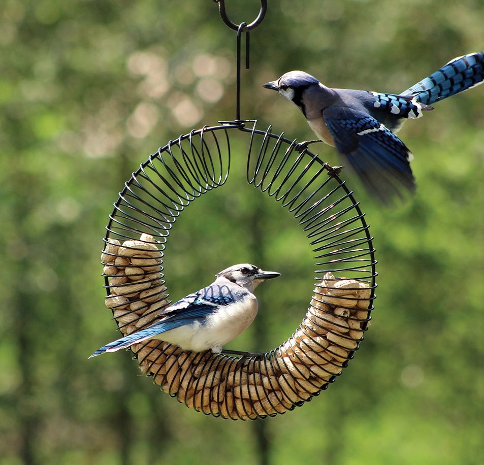 Ornithologie - Accessoires de jardin pour les oiseaux