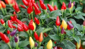 plantes de noël
