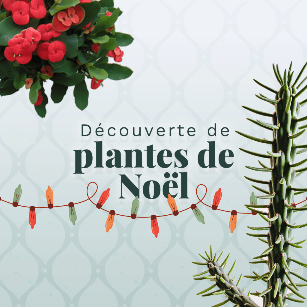 Découverte des plantes de Noël