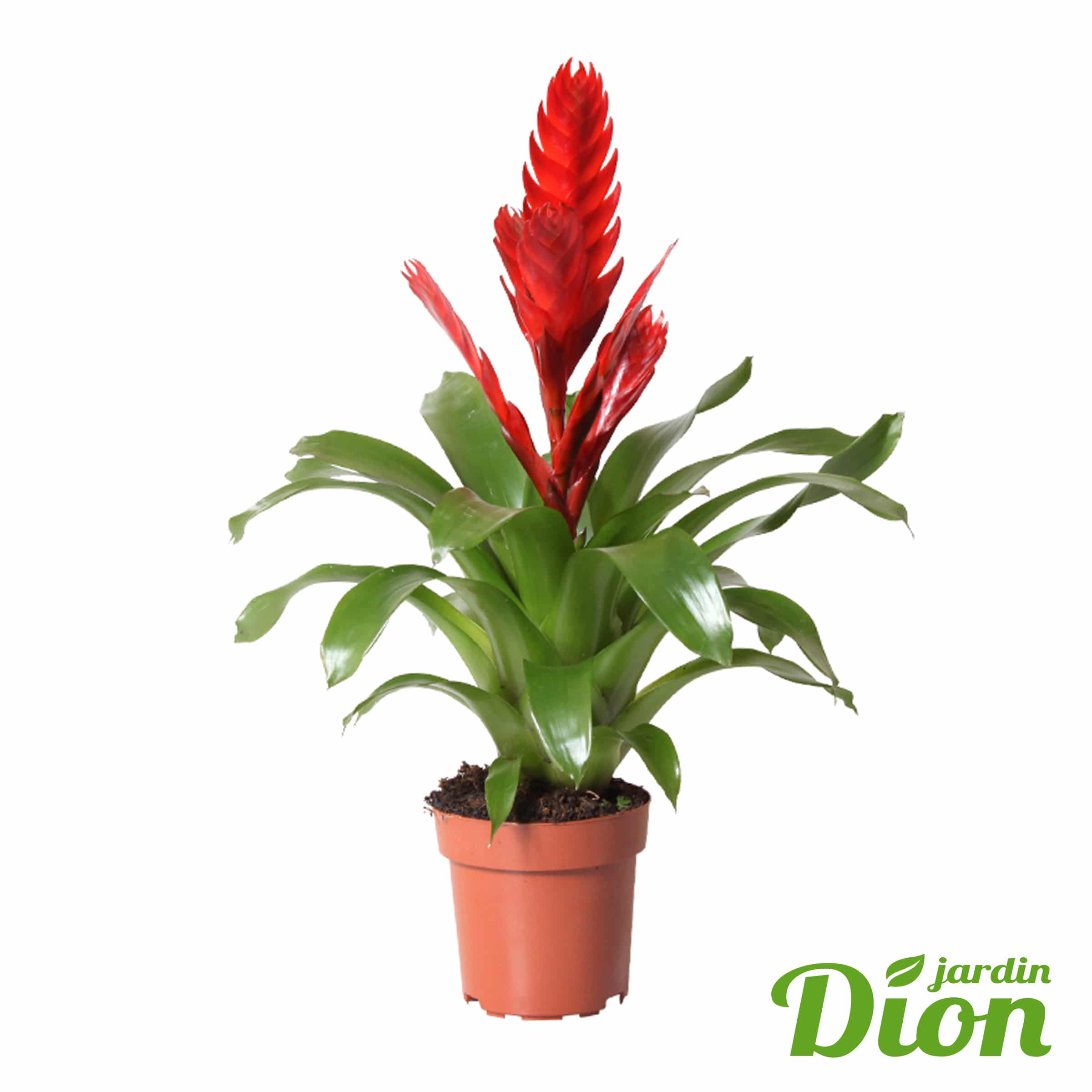 Vriesea Jardin Dion