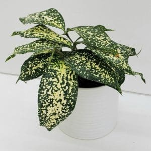 dieffenbachia_JD