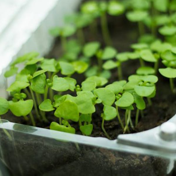 Quand planter tomates, haricots ou radis dans son potager ? Voici le  calendrier des semis et des récoltes - Clermont-Ferrand (63000)