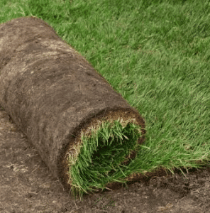 gazon-en-plaque-tourbe-pelouse-herbe-terrain-engazonnement-vert-rouleau-rouleaux-paysagment-296×300