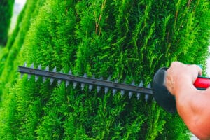 haie de cèdres,cédrière,Jardin Dion Express,Mirabel,production de cèdres,cèdres à vendre,jardinage,végétaux rustiques,promotion de saison,plantes vivaces,arbustes,arbres,fleurs annuelles,plants de légumes cèdre smarag,cèdre occidentalis,thuya,cèdre à haie,centre de jardin,cèdre nigra
