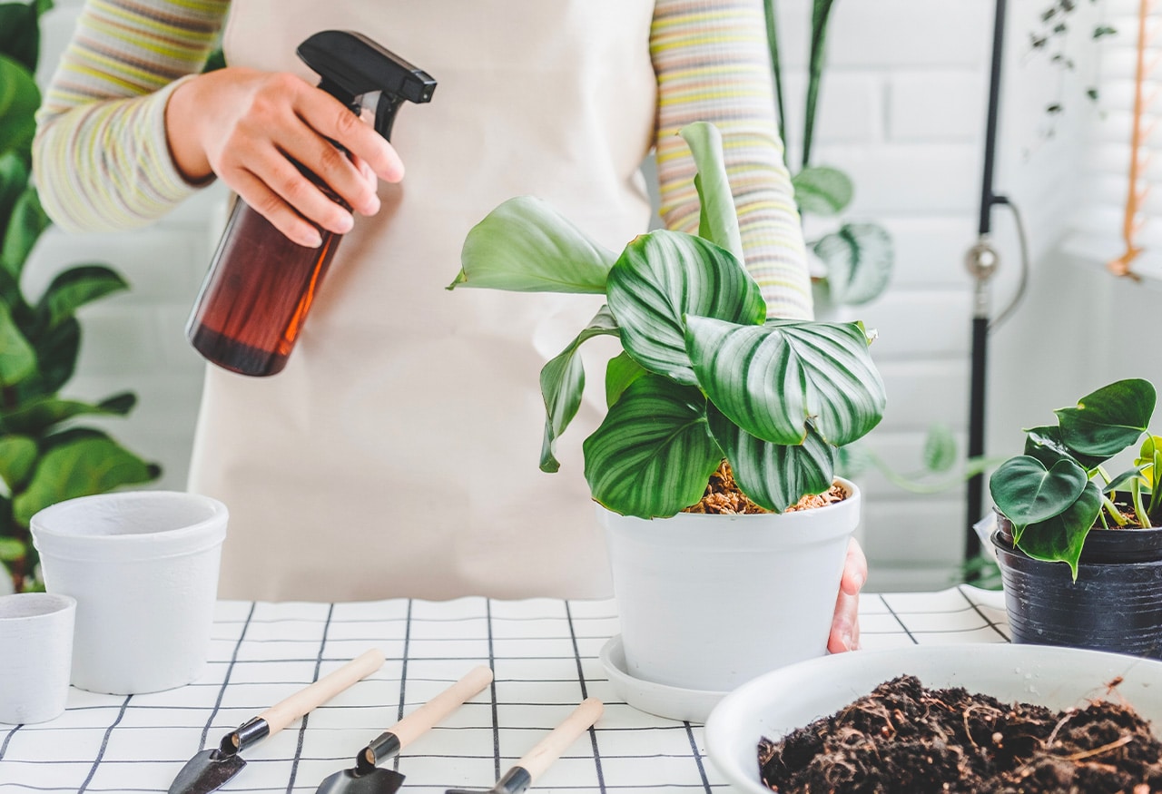 Le retour des plantes à l'intérieur