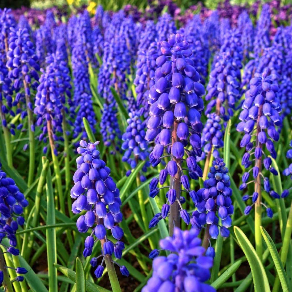 muscari