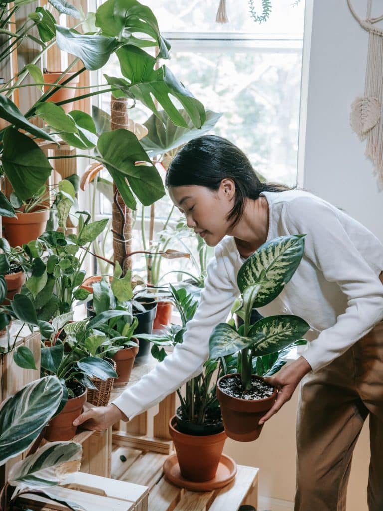 Le retour des plantes à l'intérieur