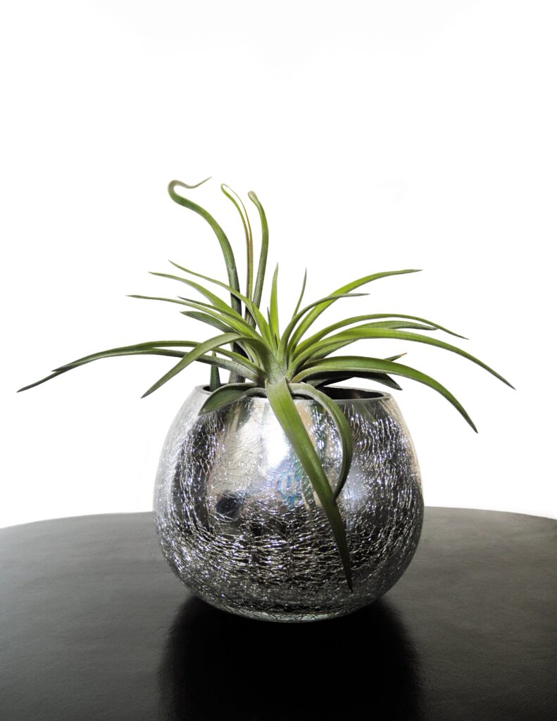 air-plants-730164