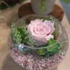 rose éternelle