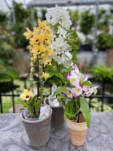orchidée dendrobium01 jd