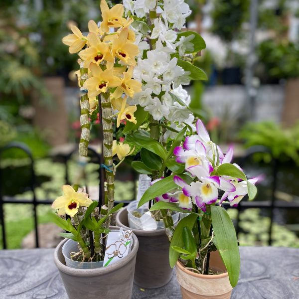 orchidée dendrobium01 jd
