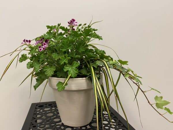 Arrangement Pelargonium Crispom
