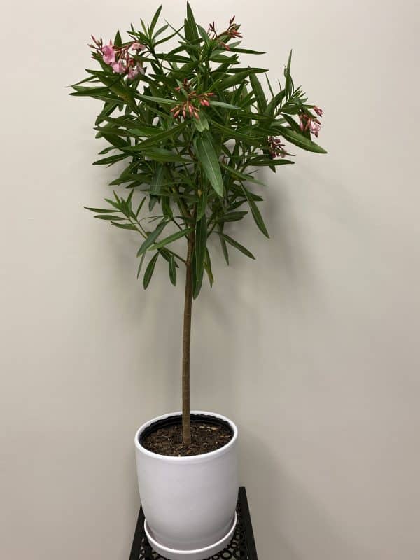 Nerium Oleander en pot