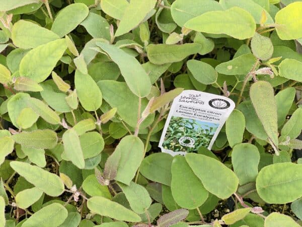 Se╠Çme-Saveurs Eucalyptus citron