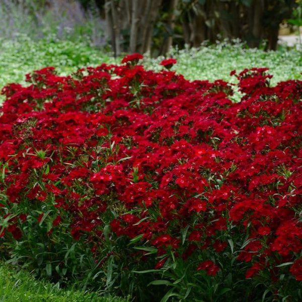 Dianthus_Rockin_Red_arbuste