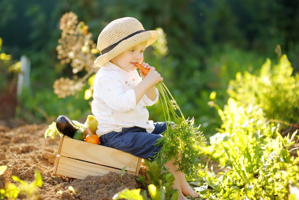happy,little,boy,helps,family,to,harvest,of,organic,homegrown