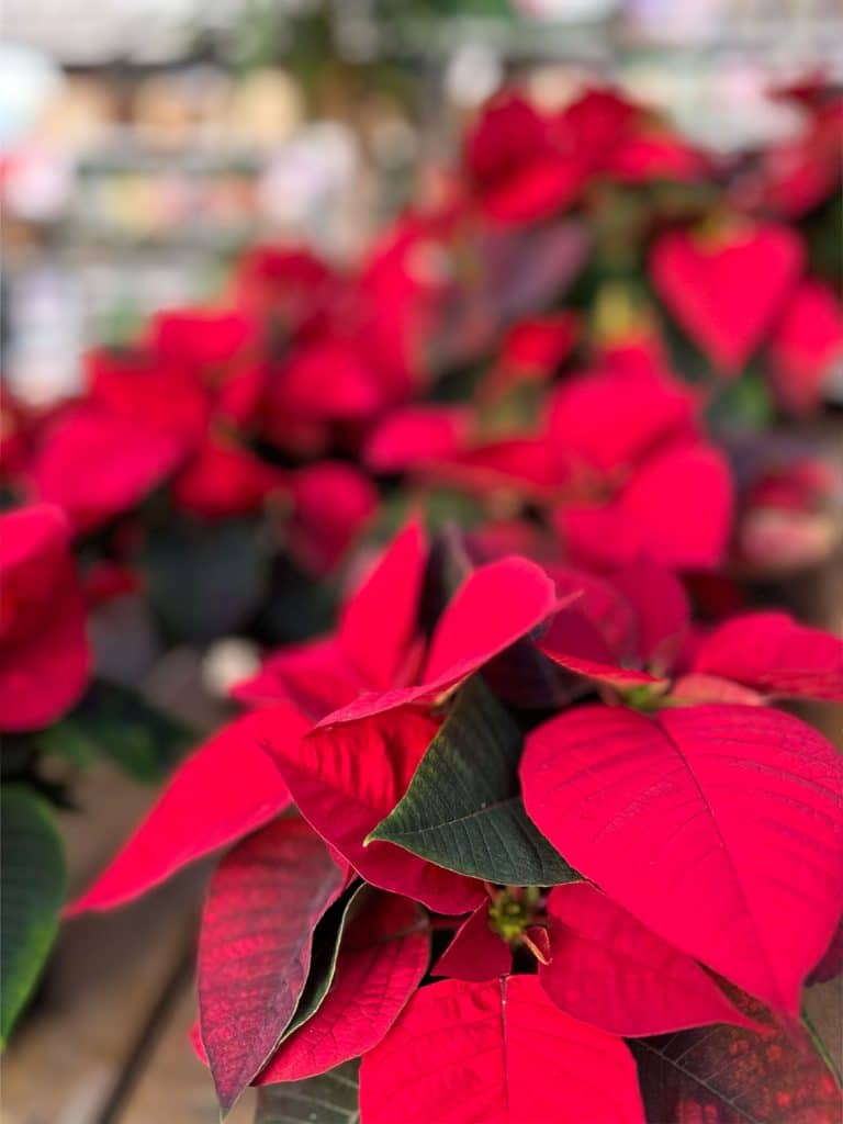 Boutique de Noël
