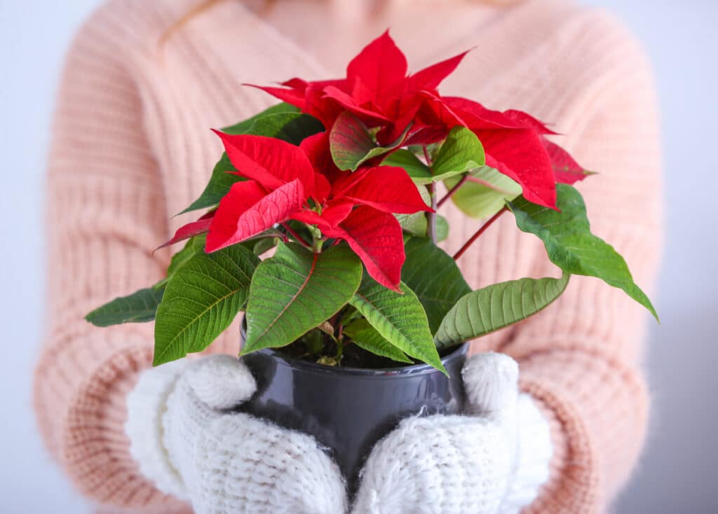 Le Poinsettia: Secrets pour une Floraison Annuelle Éclatante