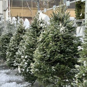 sapin naturel fraser