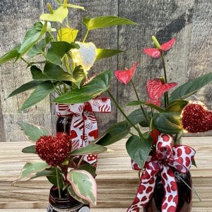 arrangement 01 plante verte