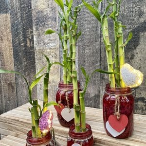 arrangement 02 bambou