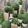 plantes artificielles