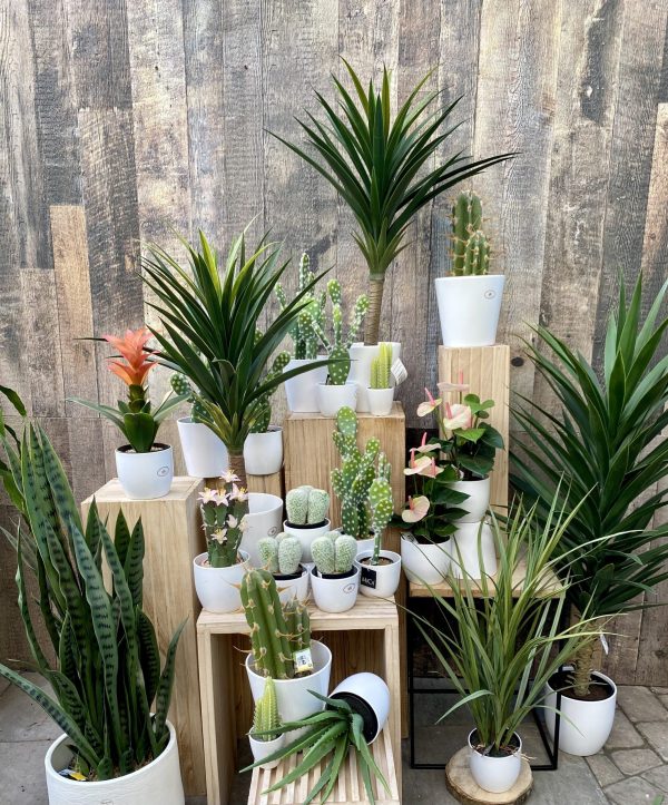 plantes artificielles