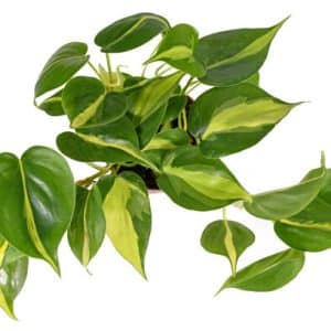 philodendron hederaceum brazil_JD
