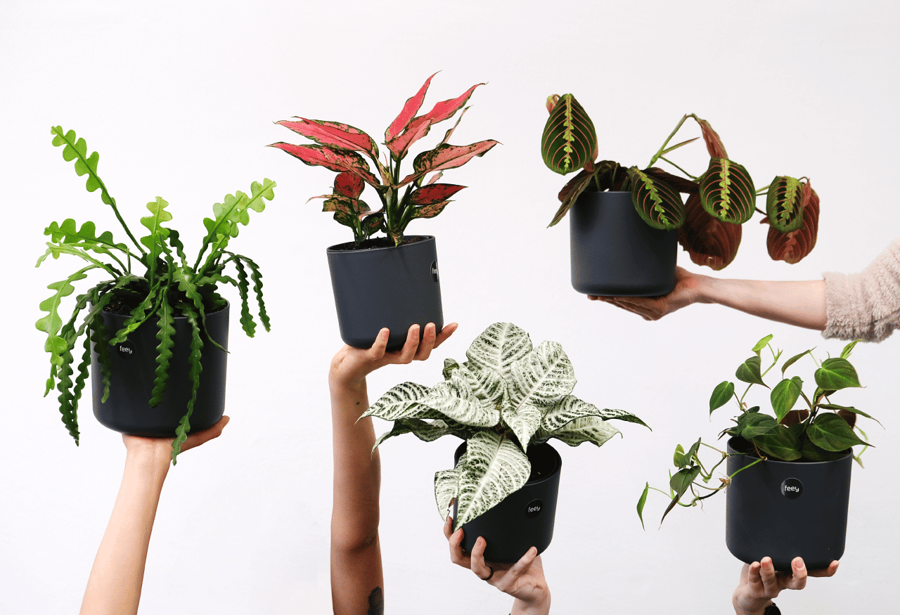 plantes intérieur jd