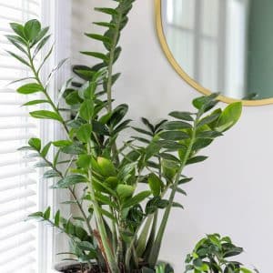 Zamioculcas Zamiifolia Compact