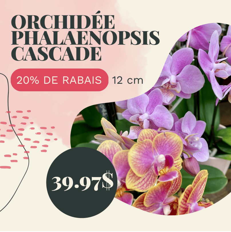 botanix orchidée_JD