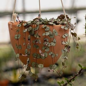 ceropegia woodii_JD