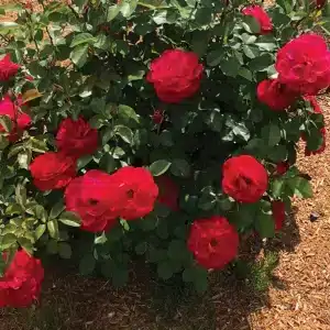 rosier cinnamon heart