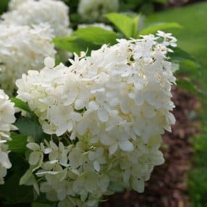 hydrangea puffer fish_JD