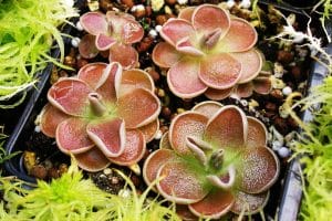 pinguicula jd