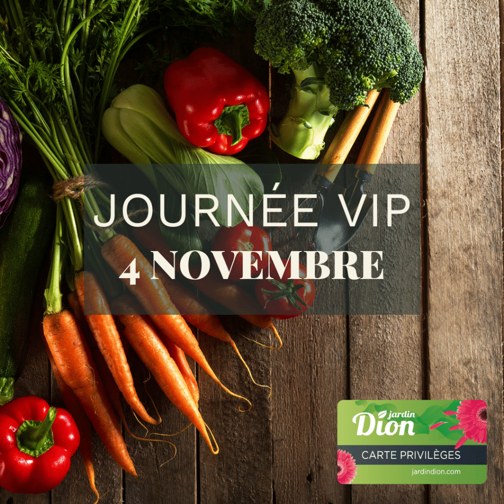 vip 4novembre