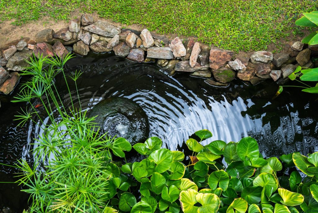 etang et bassins jardindion aquatique scaled.jpg