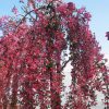 malus royal beauty