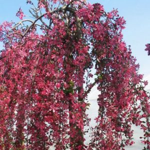 malus royal beauty