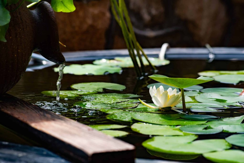 Entretien de son bassin de jardin - Gamm vert