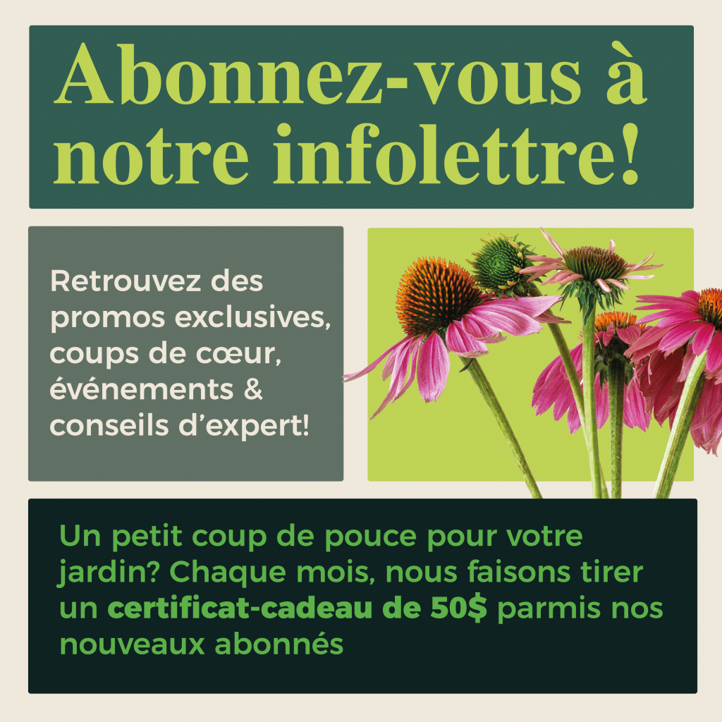 certificat cadeau nouveaux abonnés
